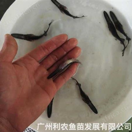 鸭嘴鱼苗批发 6-8厘米 运输成活高全国可发 好养殖