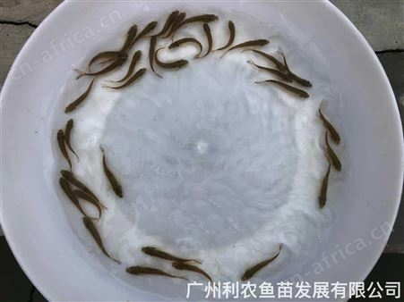 加州鲈鱼水花苗批发 优惠 空运陆运发货成活率高