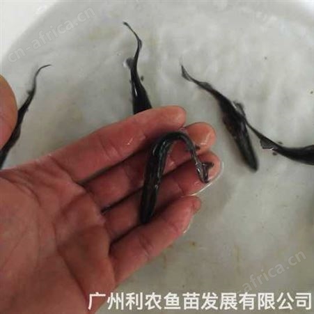 鸭嘴鱼苗批发 6-8厘米 运输成活高全国可发 好养殖