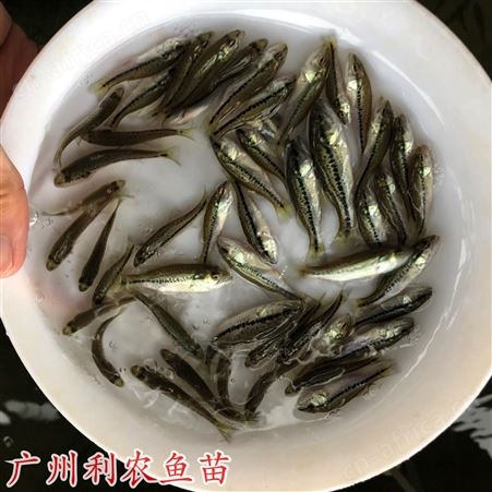 加州鲈鱼水花苗批发 优惠 空运陆运发货成活率高