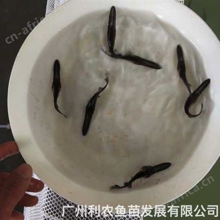 鸭嘴鱼苗批发 6-8厘米 运输成活高全国可发 好养殖