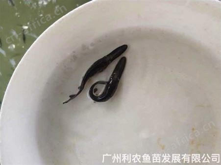 鸭嘴鱼苗批发 6-8厘米 运输成活高全国可发 好养殖