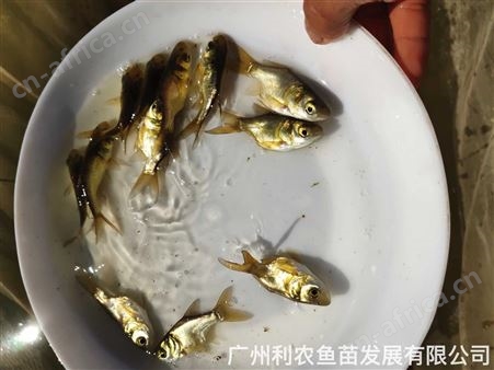 加州鲈鱼水花苗批发 优惠 空运陆运发货成活率高