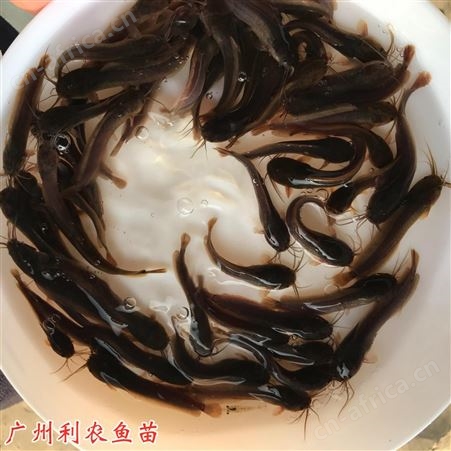 本地塘鲺鱼苗批发 土塘虱鱼苗出售 皇妃一代杂交三黄塘角鱼