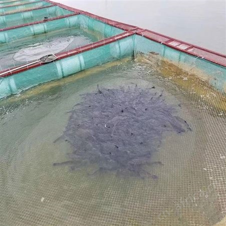 尼龙养鱼网箱 定做有结网养殖网箱 福利 水产渔业育苗网箱
