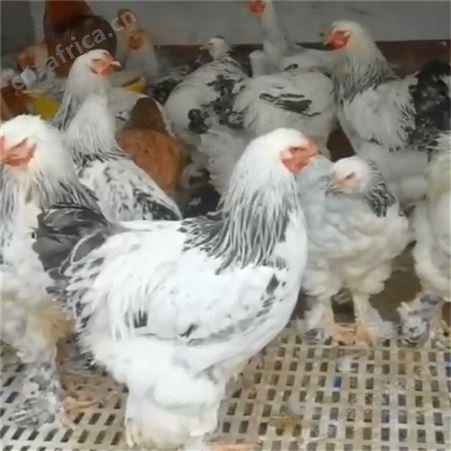 成年火鸡苗 散养食用观赏鸡 尼古拉脱温火鸡苗育雏