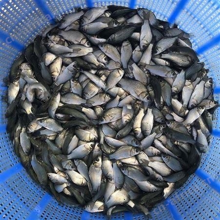 中科三号鲫鱼苗 湘云鲫鱼苗 彭泽鲫鱼苗 中科三号鲫鱼苗 鲫鱼水花