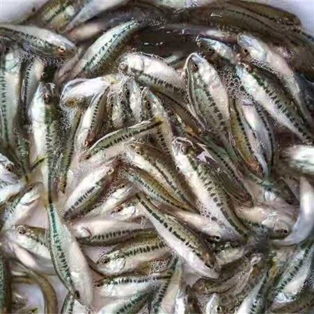 加州鲈鱼苗   价格合理