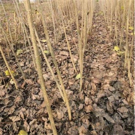 基地出售 速生无絮白杨树苗  绿化苗 园林 大量批发无絮杨树苗