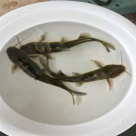黄骨鱼 优质黄骨鱼 直供黄骨鱼批发