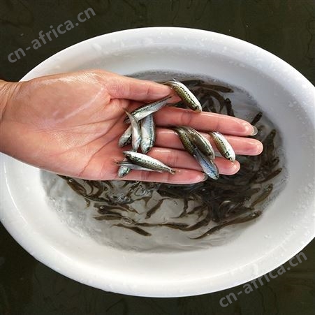 中渔水产 淡水加州鲈鱼苗 网红宝石鲈鱼 供应定做
