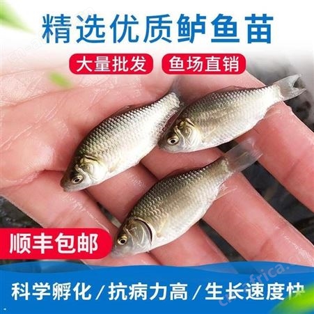 银鲫 白金鲫 东北鲫 湘云鲫鱼苗工程鲫鲫鱼苗 鲫鱼水花白鲫