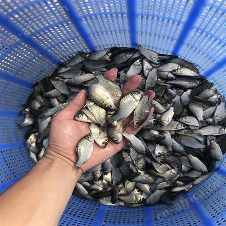 银鲫 鲫鱼苗养殖场 鲫鱼苗品种