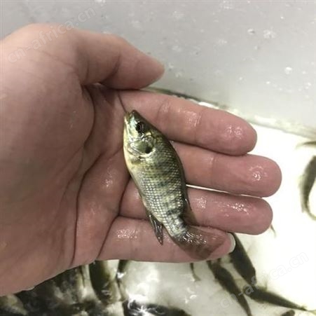 罗非鱼_专业鱼苗批发 多年行业经验 价格实惠 众多客户的放心之选