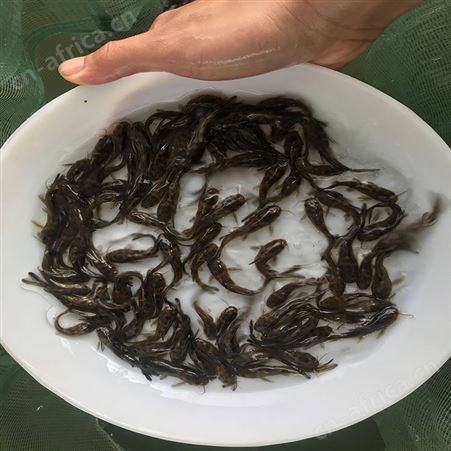 黄骨鱼 优质黄骨鱼 直供黄骨鱼批发