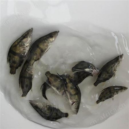 鳌花 翘嘴鱼 鳜鱼苗 桂花斑淡水鱼苗桂花鱼 桂鱼鱼苗