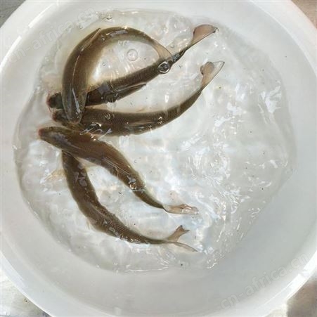 大鳞鲃银鳕鱼苗银鳕鱼苗批发大鳞鲃银鳕鱼苗 人工养殖淡水鱼苗批发银雪鱼苗