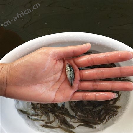 中渔水产 淡水鱼苗 黑鲈鱼苗价格 加工定做