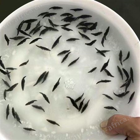 季花鱼 翘嘴桂花鱼苗 桂花鱼鱼苗批发