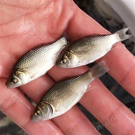 鲫鱼水花 中科三号鲫鱼苗 湘云鲫鱼苗 东北鲫鱼湘云鲫鱼苗银鲫