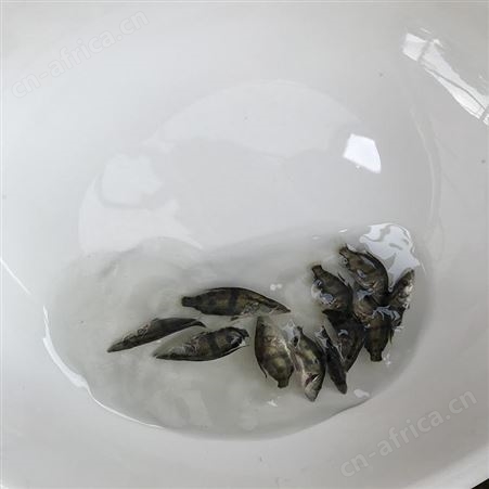 鳜鱼 桂鱼苗 桂花鱼供应