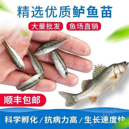 中渔水产加州鲈鱼苗 鲈鱼苗批发 基地直发 运输包活 