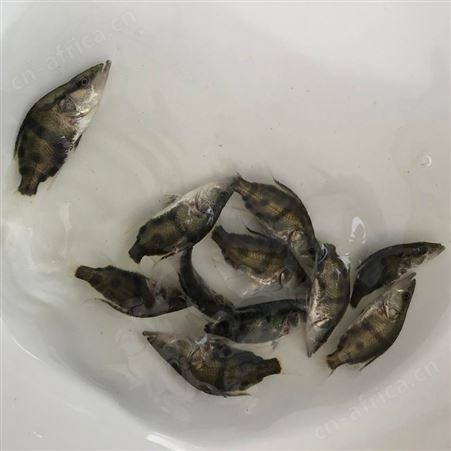 苗场直销桂花鱼苗翘嘴桂花鱼苗桂花鱼桂花鱼苗鳜鱼苗桂鱼价格桂鱼鱼苗鳌花季鱼鳜鱼3
