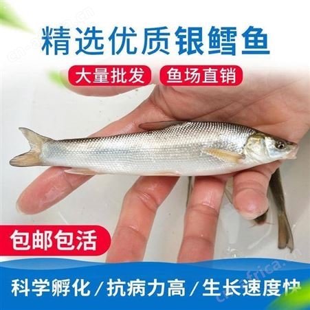 银雪鱼苗银鳕鱼苗 鱼苗水花 渔场直销 银鳕鱼苗批发  鱼场直售