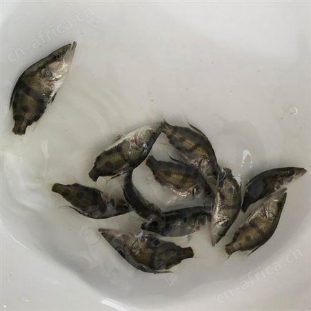 鳌花 翘嘴鱼 鳜鱼苗 桂花斑淡水鱼苗桂花鱼 桂鱼鱼苗