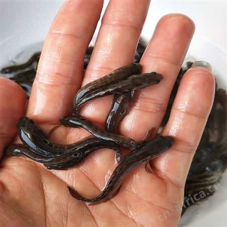 点秤鱼 花星鱼苗 张公鱼 中渔水产