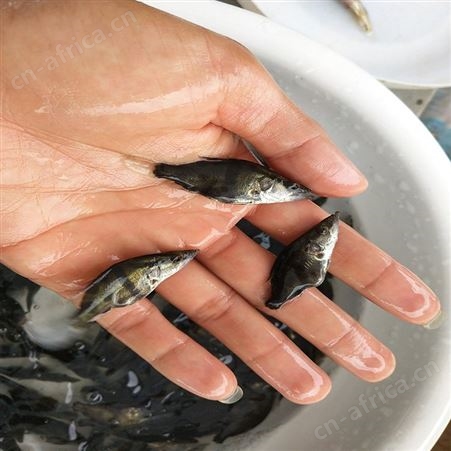 桂花鱼 桂鱼鱼苗 鳜鱼苗繁殖场