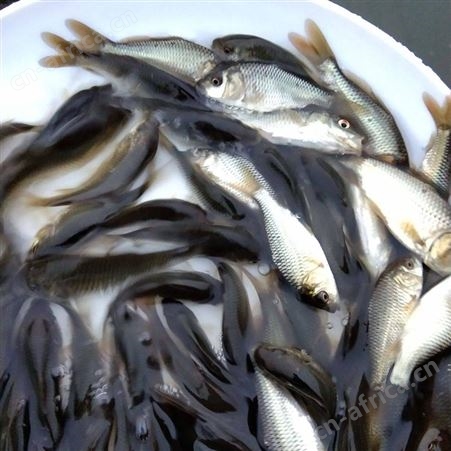 鲤鱼苗 价格实惠 养殖经验丰富