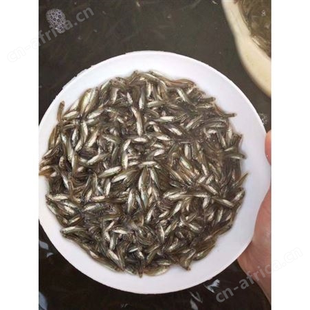 大口鲈鱼苗 加州鲈鱼苗 鲈鱼苗 优鲈一号 黑鲈鱼苗批发优鲈一号鱼苗