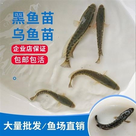 乌鱼苗 活体黑鱼苗 水产养殖杂交黑鱼苗 黑鱼鱼苗养殖场批发黑鱼苗