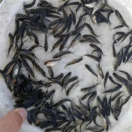 白鲫 批发鱼苗 鲫鱼价格