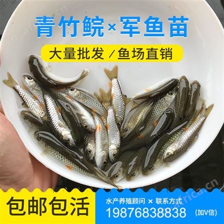 广州鱼苗场青竹皖批发优质光倒剌鲃鱼苗 中华倒刺鲃鱼苗 军鱼苗 青竹鲩鱼苗 鱼苗批发