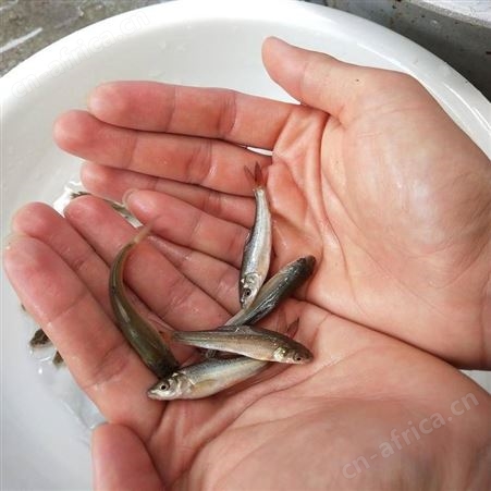 大鳞鲃银鳕鱼苗 鱼苗广东银鳕鱼苗 淡水银鳕鱼苗 大鳞鲃银鳕鱼苗 银鳕鱼