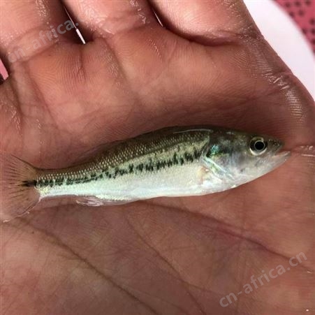 大口鲈鱼苗鲈鱼鱼苗 杂交鲈鱼鱼苗 生鲈鱼鱼苗批发 优鲈一号鱼苗