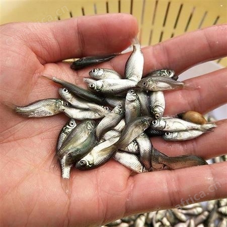 白鲫大量供应 鲫鱼苗 东北鲫苗 鲫鱼苗 中科三号鱼苗 彭泽鲫