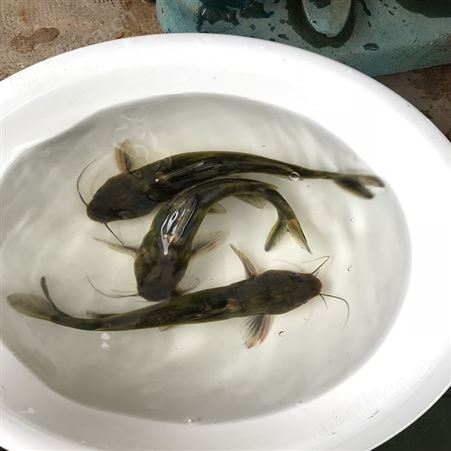 黄骨鱼 全雄黄骨鱼 黄骨鱼销售