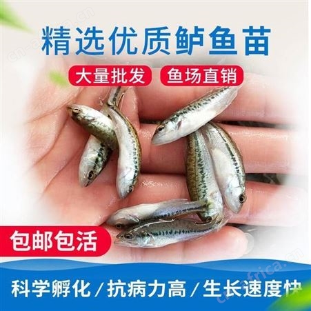 鱼苗批发鲈鱼鱼苗 杂交鲈鱼鱼苗 生鲈鱼鱼苗批发 黑鲈鱼苗