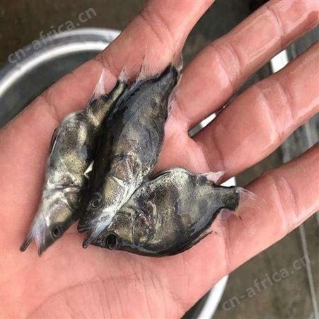 季花鱼苗 三代鳜鱼苗 供应桂花鱼