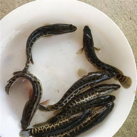 乌鱼苗 活体黑鱼苗 水产养殖杂交黑鱼苗 黑鱼鱼苗养殖场批发黑鱼苗