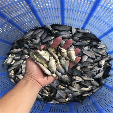 白鲫 批发鱼苗 鲫鱼苗品种