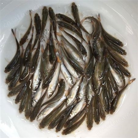 鱼苗 淡水银鳕鱼苗 大鳞巴银雪鱼苗冷水鱼苗 淡水银鳕鱼苗