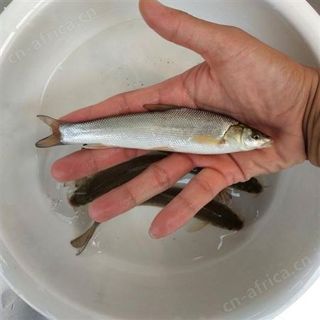 鱼苗 淡水银鳕鱼苗 大鳞巴银雪鱼苗冷水鱼苗 淡水银鳕鱼苗