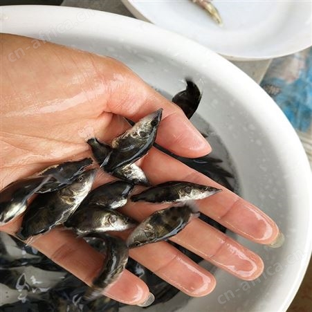 桂花鱼 桂鱼鱼苗 鳜鱼苗繁殖场