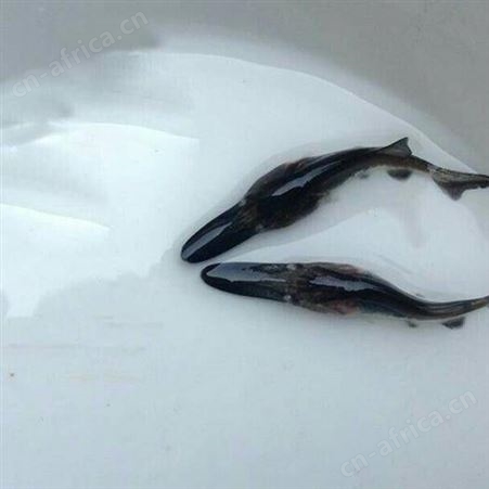中渔鸭嘴鱼苗专业为您供应鲜活水产种苗成活好耐运输