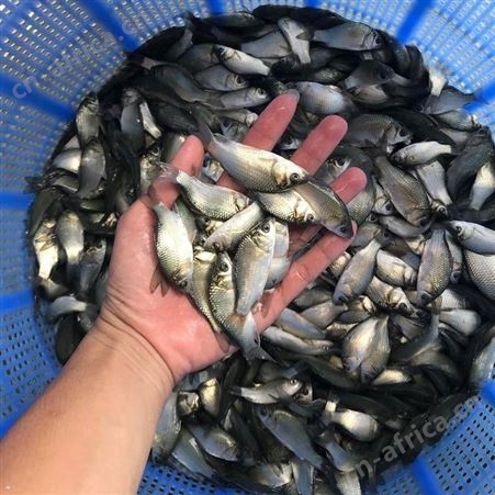 白鲫大量供应 鲫鱼苗 东北鲫苗 鲫鱼苗 中科三号鱼苗 彭泽鲫
