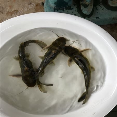 黄骨鱼 优质黄骨鱼 直供黄骨鱼批发